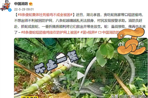 梦境中的蛇群困扰，解读成团成团的蛇之梦