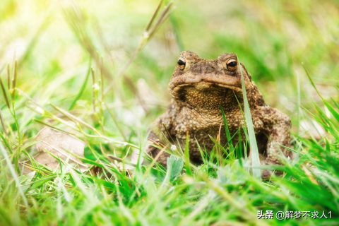 晚上梦见癞蛤蟆和人，探寻梦境背后的深层含义与启示