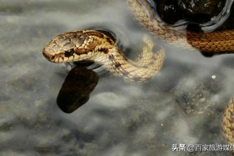 解梦，走水边经蛇咬脚大母指，梦中获赠财富寓意深远