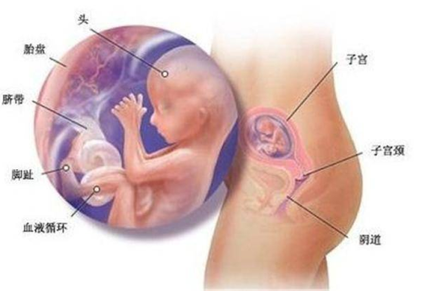 怀孕六个月梦见肚子里的胎儿模样，梦境与现实交织的奇妙体验