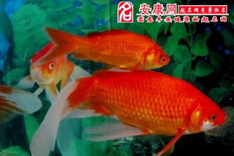 帮我解个梦吧，我昨晚梦见我抓了两条红色的鲤鱼是活的，帮我解解吧