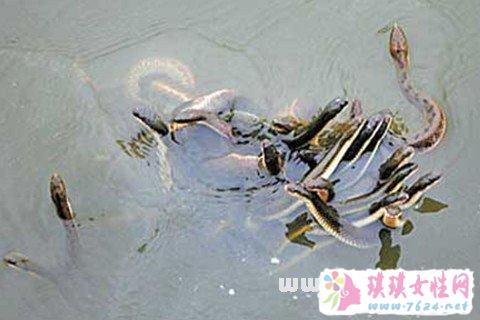 梦见蛇缠身在河里游泳，探索梦境背后的深层含义与预兆