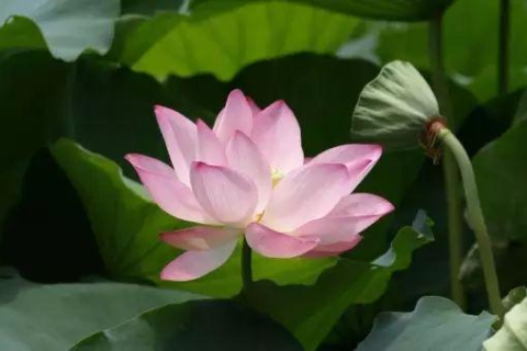 冬日奇景，梦见莲花绽放于空中飞舞的神秘寓意