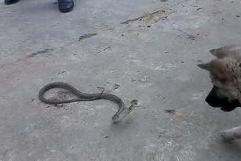 梦境异象，解读梦见狗狗身上缠着许多条蛇的深层含义