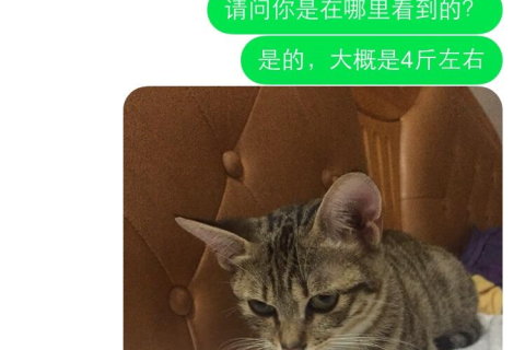 梦见自己抱着一只猫，解读梦境中的温柔与神秘