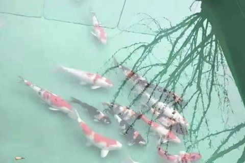 梦境解析，白天捞鱼却消失的无形启示