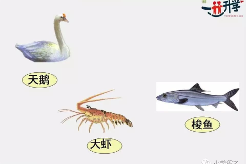 梦中捉鱼，寓意与解析