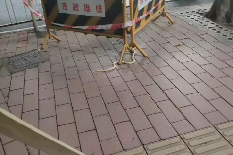 孕妇梦见金黄色蛇，寓意与解读