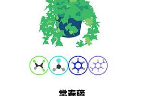 梦见种的植物死了，潜意识中的警示与内心状态的映射