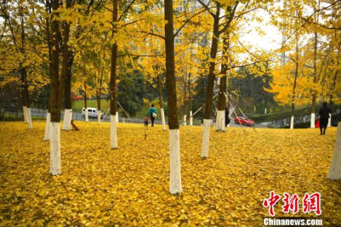 梦境与现实，解析昨晚梦见路边树底下满是假钞的深层含义