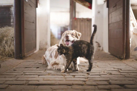 梦境中的奇妙转换，从双犬变猫记