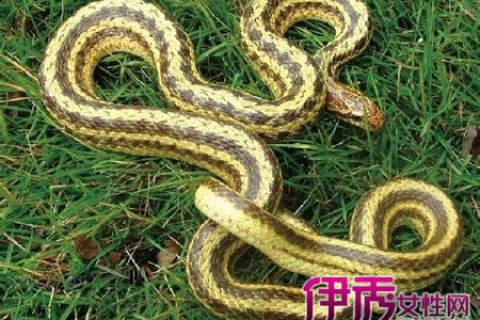 怀孕以后老是梦到蛇有什么意思呢？已经梦到蛇3次了，每一次梦到了