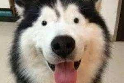 梦境解析，逃离凶猛犬只的追逐——内心恐惧与自我保护的象征