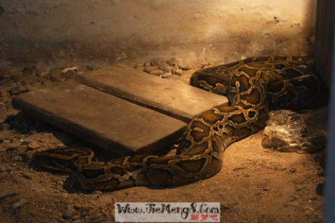 梦见活人死了旁边全是蛇，梦境背后的深层含义与解析