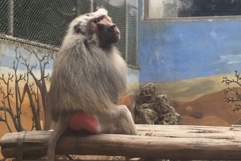 梦见孔雀站在猴子的身上，梦境背后的深层寓意与解析