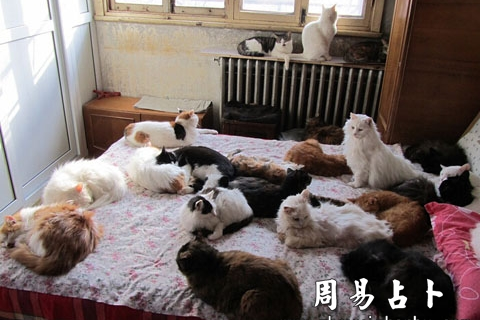 梦境中的温馨与和谐，梦见一家人捉了一群猫