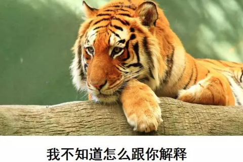 解梦，梦见老虎与狗的深层寓意与心理分析