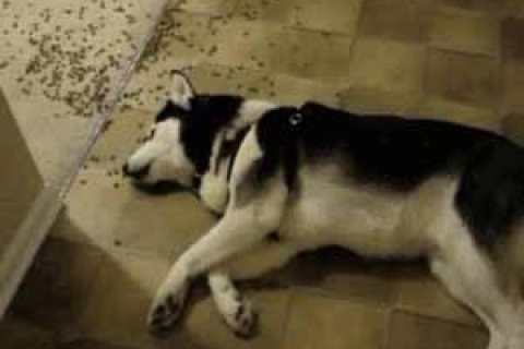 梦见狗住不放我把狗打死了，一场梦境的深层解析与心理启示
