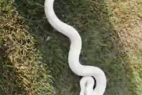 梦见一条大蛇生了好多小蛇，探索梦境背后的深层含义