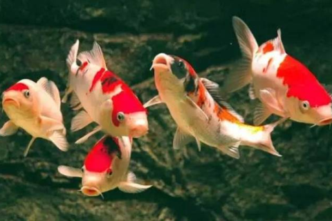 梦回锦鲤池畔，两鱼逝去寓意何？