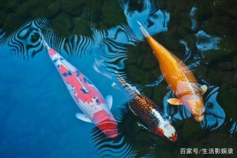 梦见钓到大鲤鱼，预示富贵与好运的梦境解析