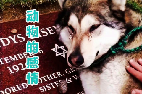 梦见公狗纠缠，解读梦境中的动物象征与情感纠葛