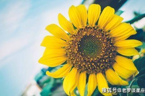 梦境中的绿意盎然，解读梦见老公归来购买盆摘与花树的深层含义