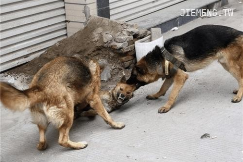 周公解梦，梦见自己把狗打死了，这究竟有何征兆？