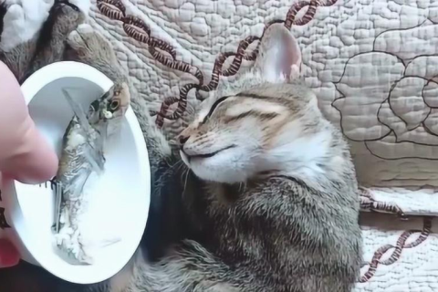 梦境解析，做晚梦见黑猫生了一窝小黑猫的含义与启示