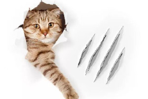梦见别人被猫抓伤，解读梦境背后的深层含义