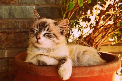 孕妇梦见猫，寓意与解析