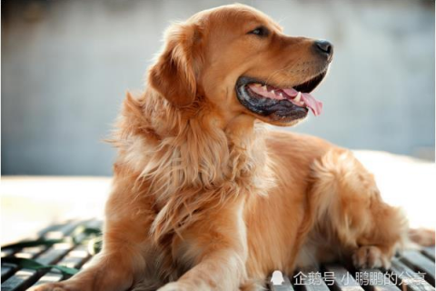周公解梦，梦到狗狗的深层含义与预兆