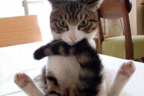 梦见我家猫咬我，请解梦