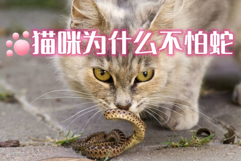 梦见蛇先咬到猫然后再咬到自己的女儿，潜意识的警示与情感交织的梦境解析