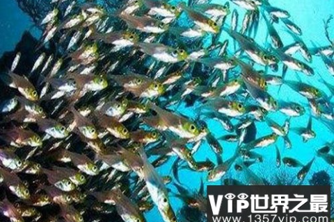 梦见好多的鱼在水里游，探索梦境中的富饶与生命之源