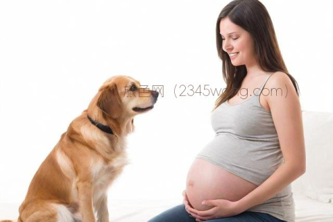 梦境解析，女性梦见狗怀孕，寓意与解析