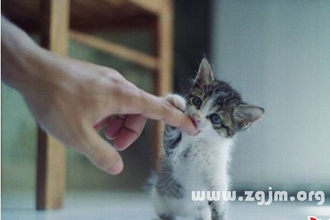 我做梦梦见三只猫将预示的什么，探索梦境中的神秘信息