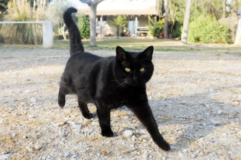梦境中的神秘凝视，解读女性梦见两只黑猫在夜晚的亮眼注视