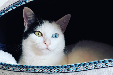 梦境异色猫，探索潜意识中的神秘信号