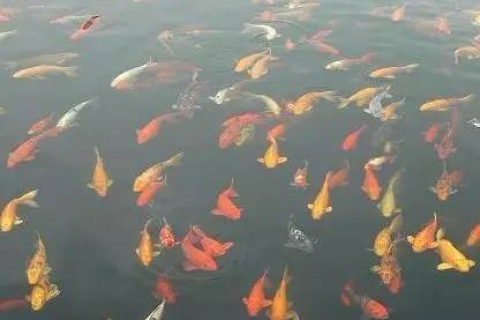 我梦见水里很多种鱼，梦境的奥秘与心灵深处的启示