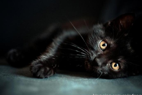 解梦，我昨晚梦见一只断尾巴的猫，预示了什么？