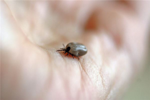 梦境解析，梦见实指被虫子咬疼没出血的深层含义