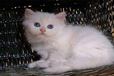 求解梦，梦到猫在线解读