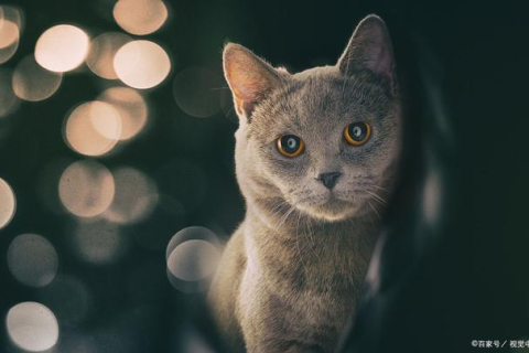 谁会解梦啊？我梦到猫了——探索梦境中的神秘访客