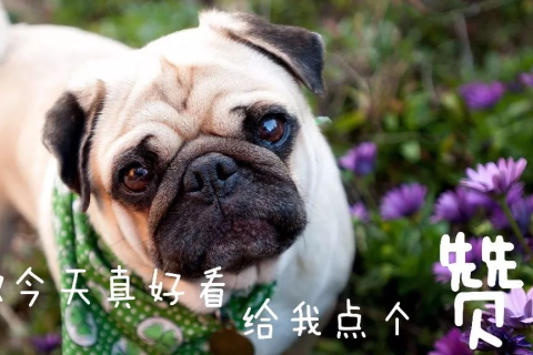 梦见被狗咬但没有见血，潜意识中的警示与自我反省