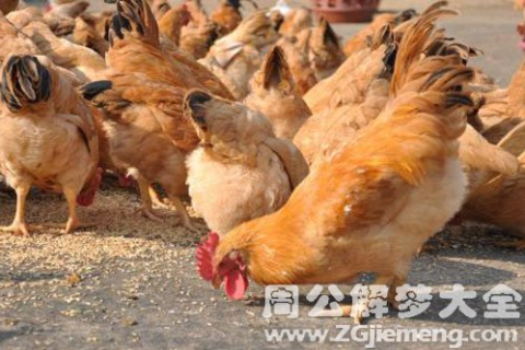 梦境解析，梦见抓大公鸡杀了吃肉的含义与心理暗示
