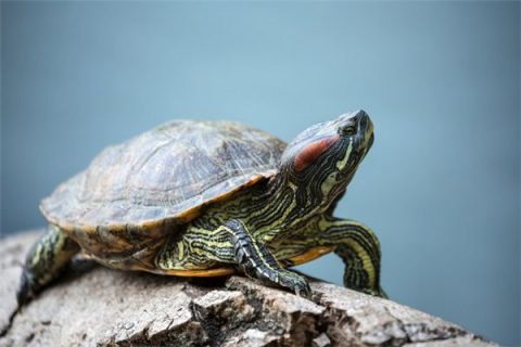 孕妇梦见小乌龟，寓意、解析与心理暗示