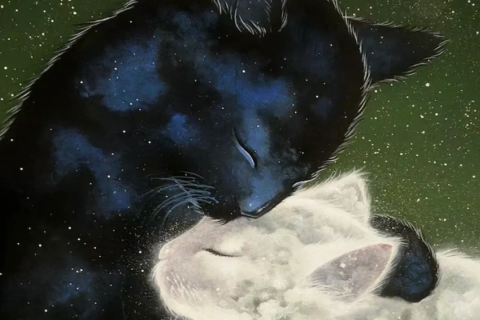 梦幻交织，黑猫与白猫的奇遇——只梦见白猫，却迎来会说话的黑猫