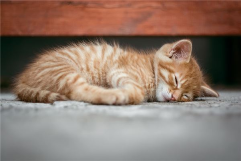 解梦，昨晚梦见一只很乖的猫一直跟在我身边，意味着什么？