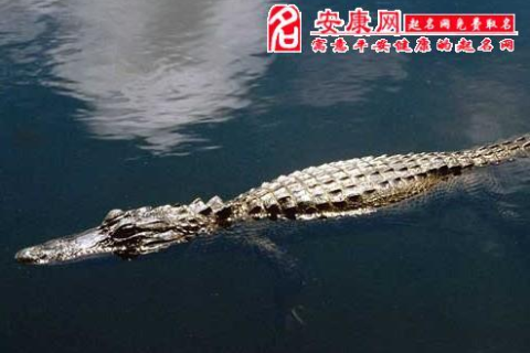 梦到被鳄鱼追杀，深层象征与心理解析